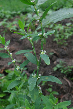 Image of erect knotweed