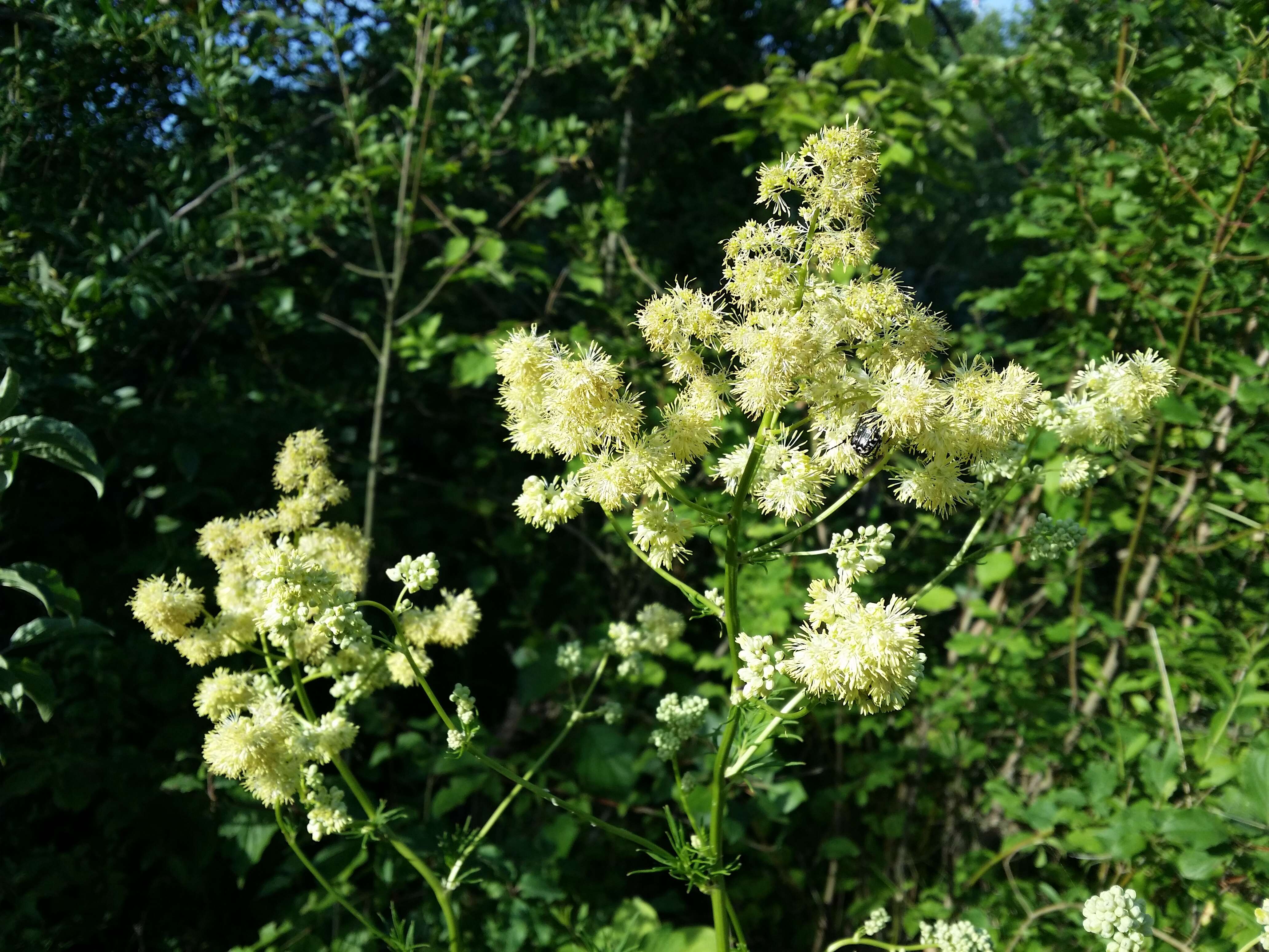 Image de Thalictrum lucidum L.