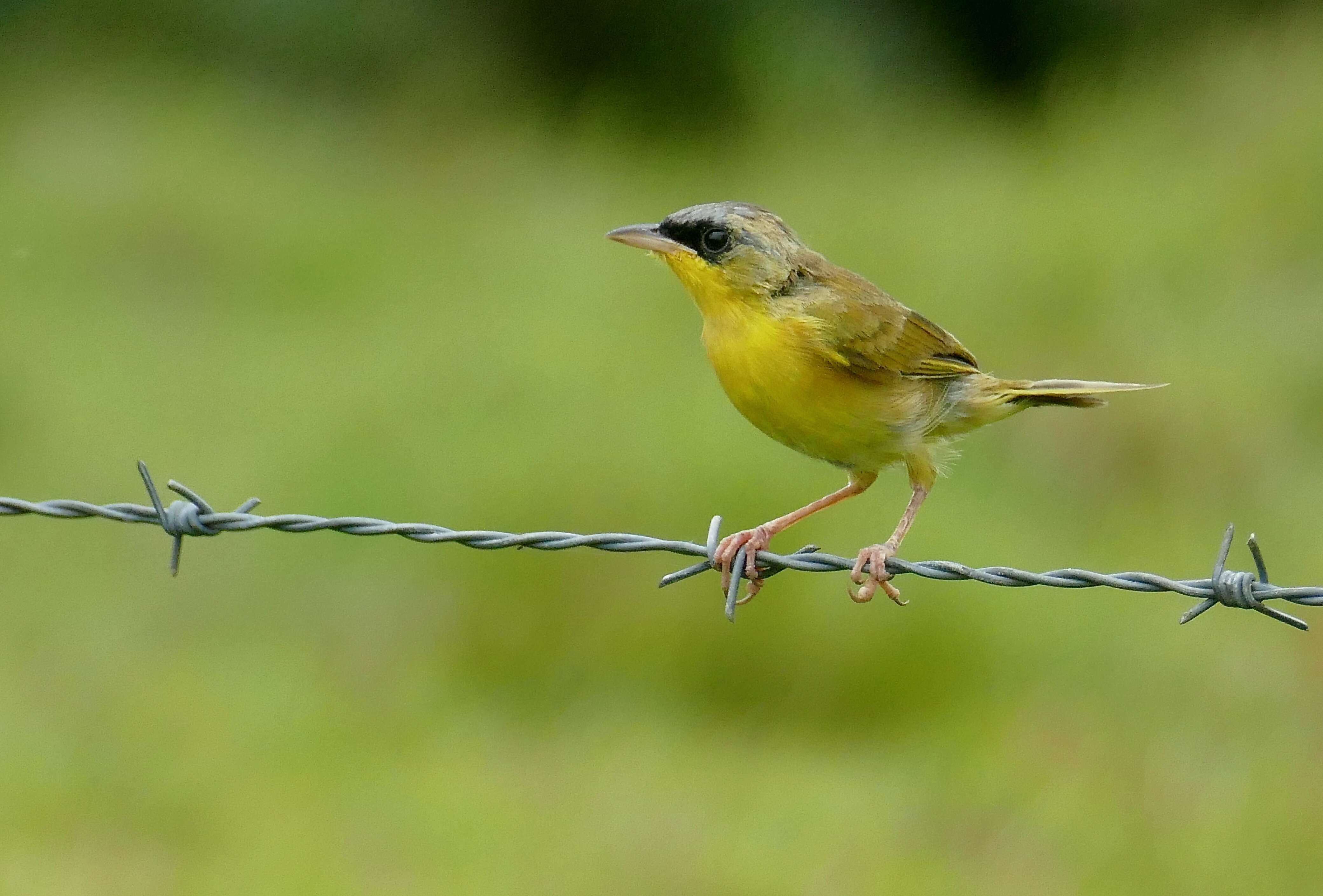 Image of Gray-crowned Yellowthroat