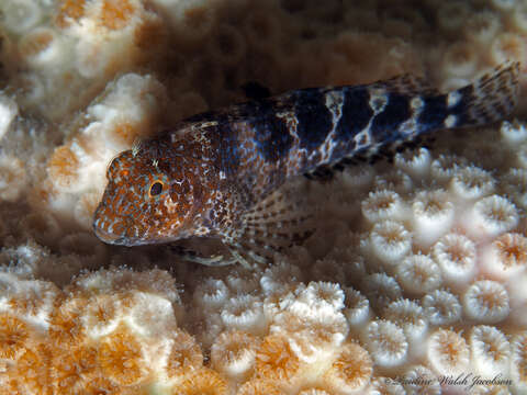 Image of Barred Blenny