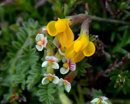 Image of yellow bird's-foot