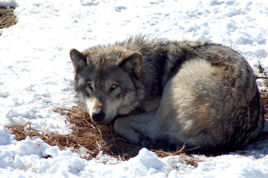 Image of gray wolf