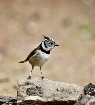 Image of Lophophanes Kaup 1829