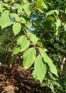 Euonymus fimbriatus Wall. resmi