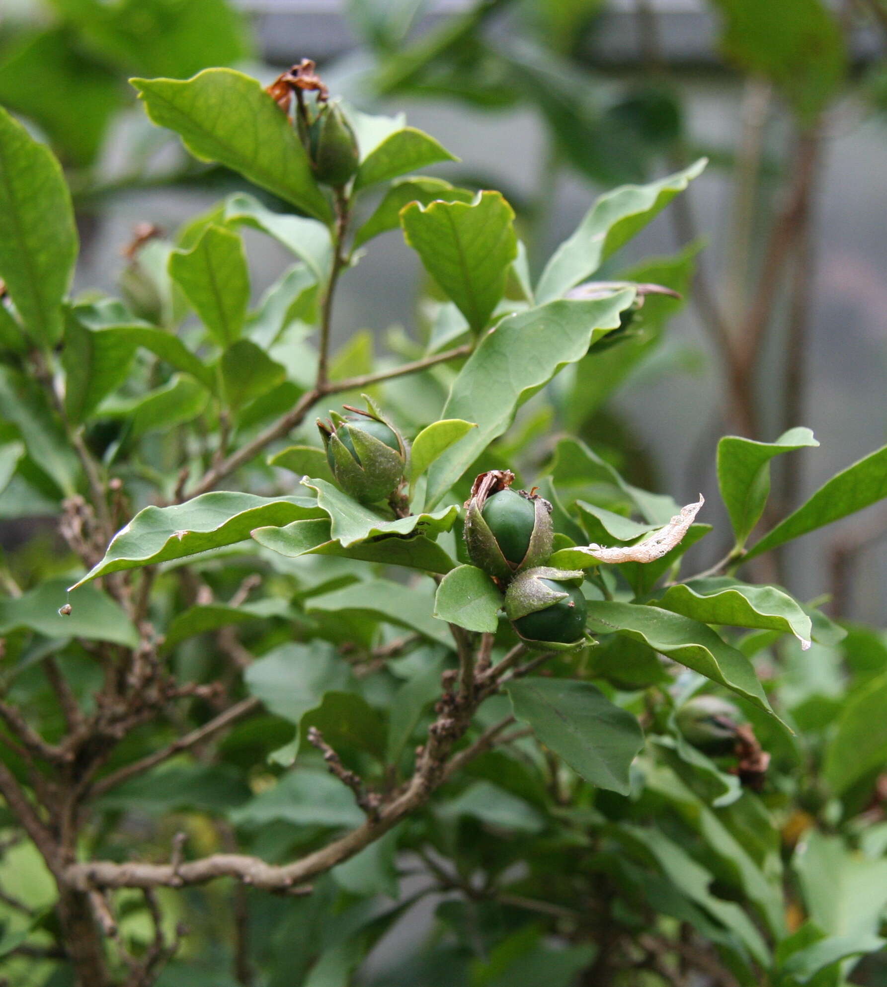 Brunfelsia uniflora (Pohl) D. Don resmi