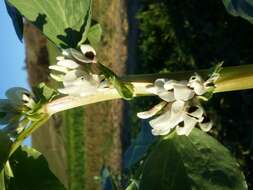 Image of Broad Bean