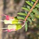 Darwinia peduncularis B. G. Briggs的圖片