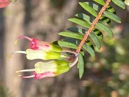 Darwinia peduncularis B. G. Briggs的圖片