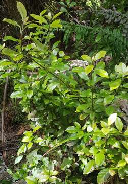 Image of Shrubby honeysuckle