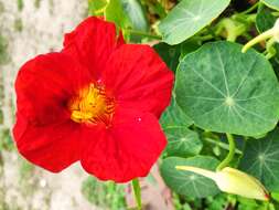 Image of Garden Nasturtium