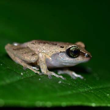 Image of Green Eyed Bushfrog