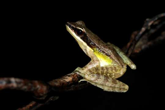 Image of Doi Inthanon Rock Frog