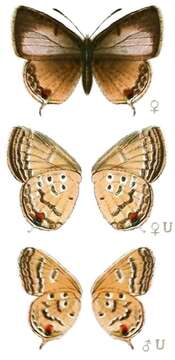 Слика од Euchrysops barkeri (Trimen 1893)