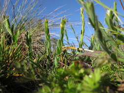 Image of Pimelea curviflora R. Br.