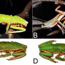 Image of Pithecopus araguaius Haga, Andrade, Bruschi, Recco-Pimentel & Giaretta 2017