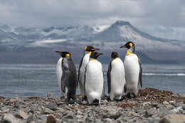 Image of King Penguin