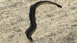 Image of Slow worm