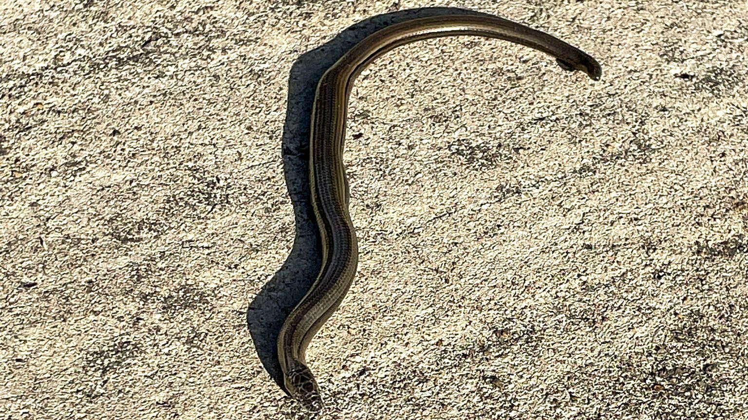 Image of Slow worm