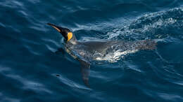 Image of King Penguin