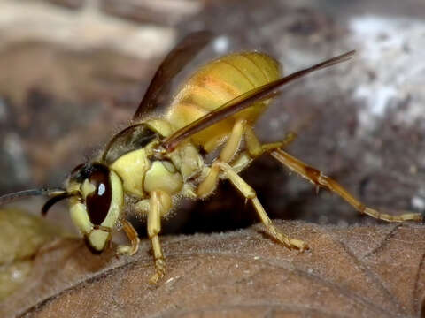 Imagem de Vespa bicolor Fabricius 1787