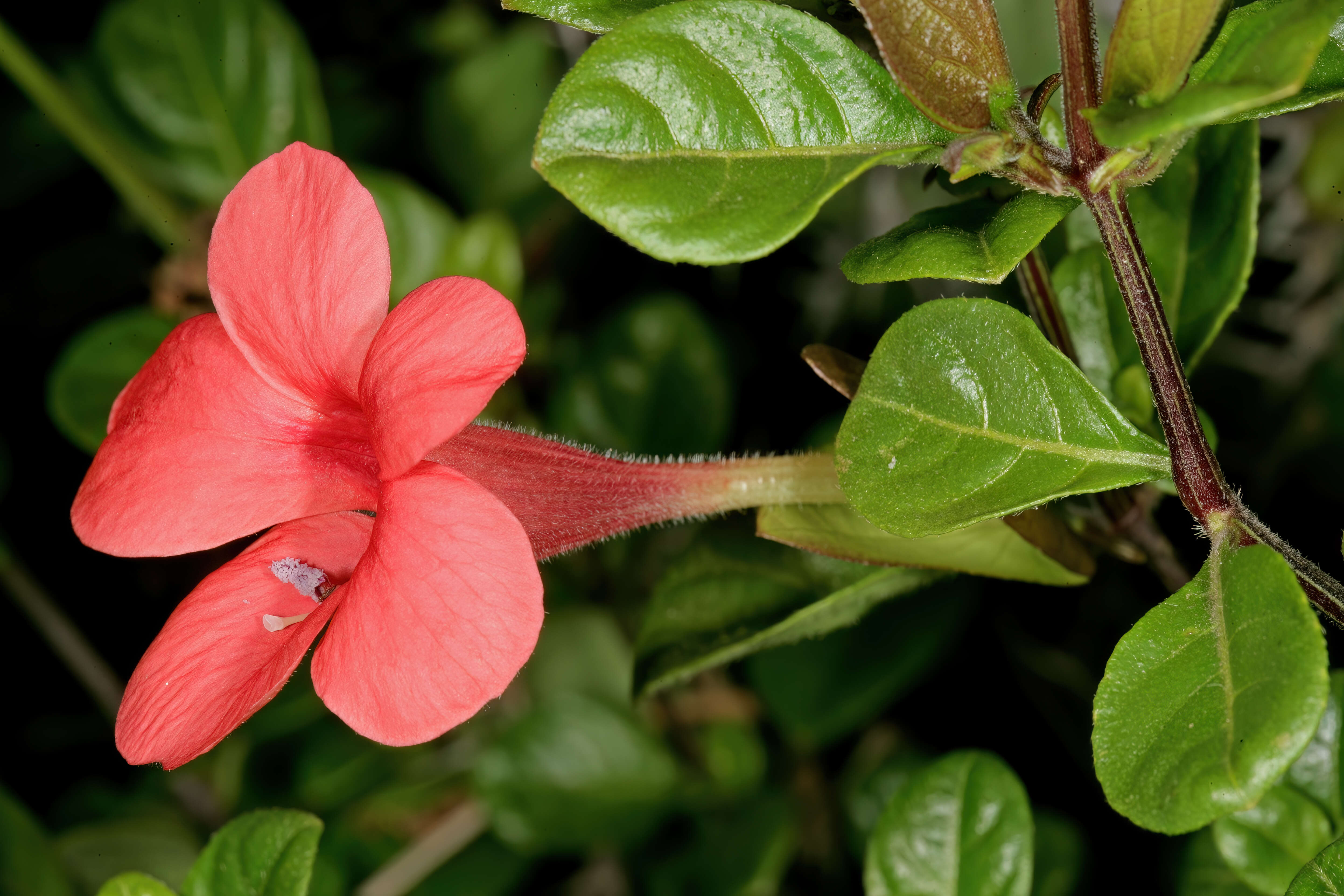 Image of Barleria repens Nees