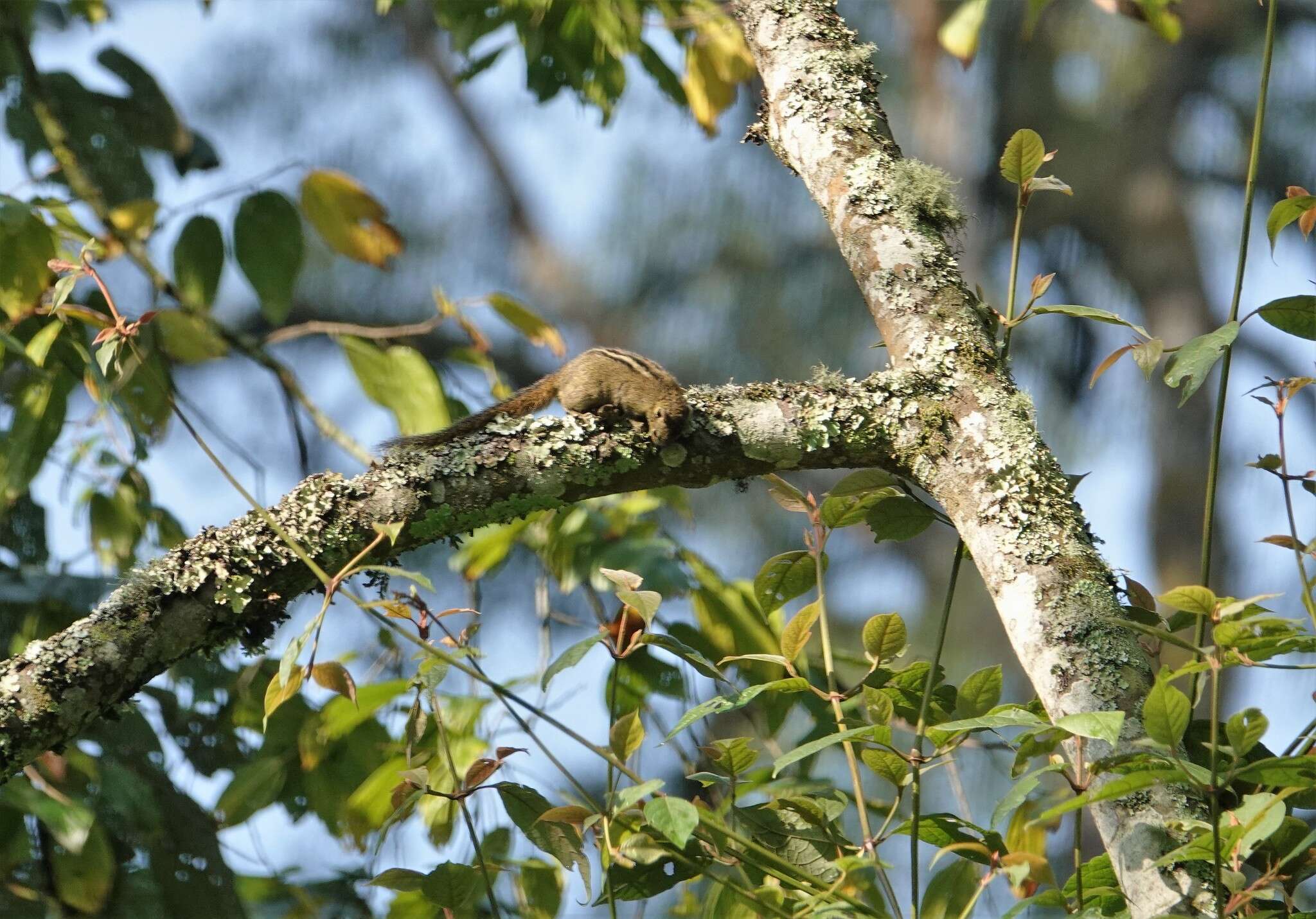 Image of Boehm's Bush Squirrel