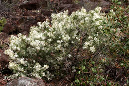 Imagem de Grevillea biternata Meissn.