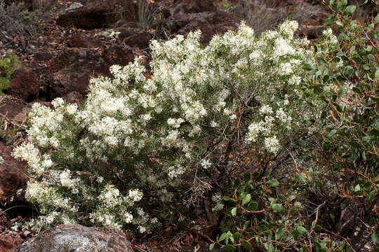 Imagem de Grevillea biternata Meissn.