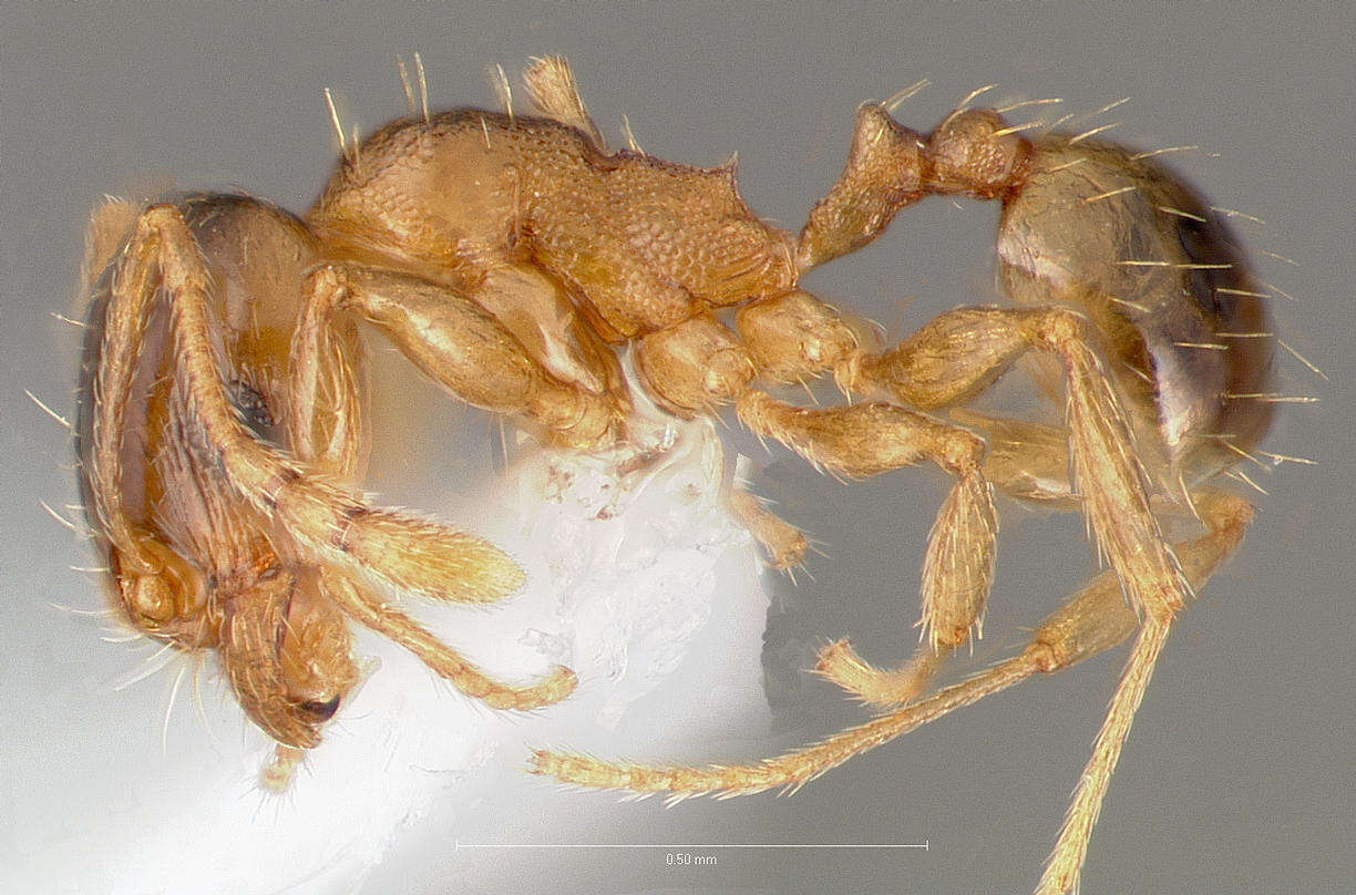 Pheidole cerebrosior Wheeler 1915 resmi