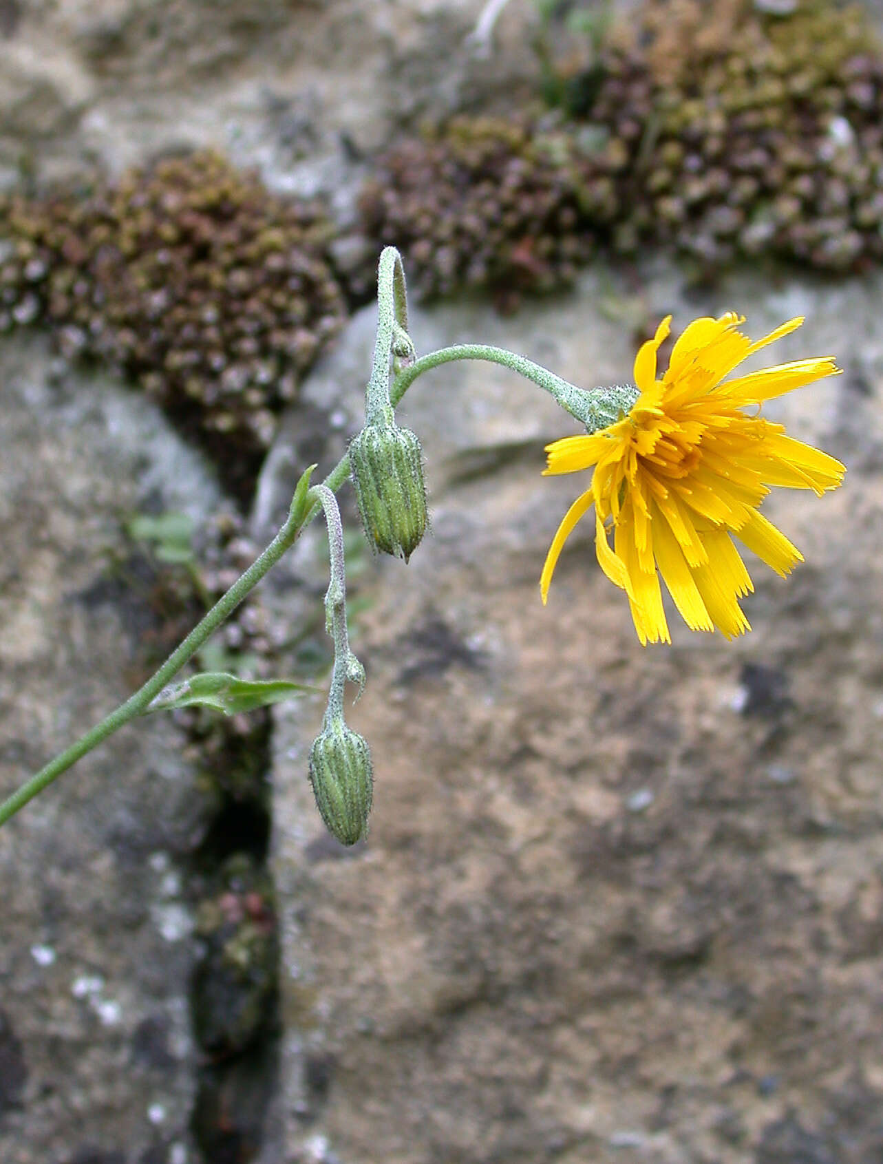 Image of Hieracium lepidulum (Stenstr.) Dahlst.