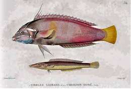 Image of African clown wrasse