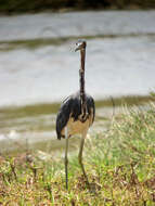 Image de Aigrette tricolore