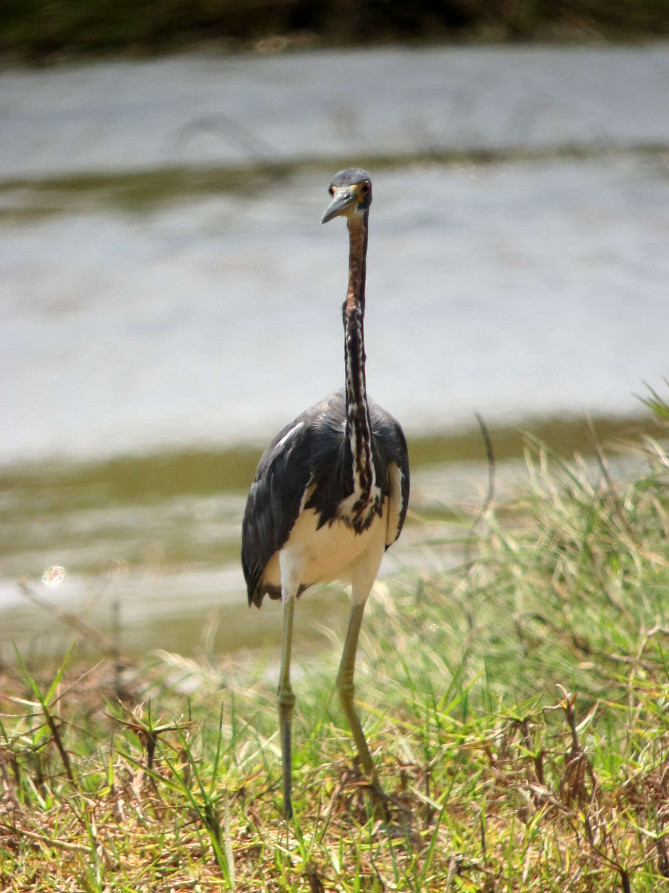 Image de Aigrette tricolore