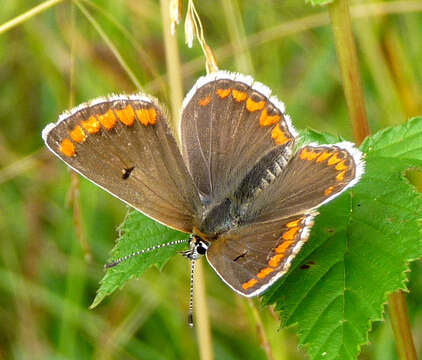 Image of brown argus