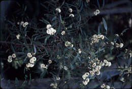 Image of Eucalyptus barberi L. A. S. Johnson & Blaxell