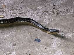 Image of Striped Crayfish Snake