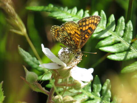 Image of Melitaea athalia