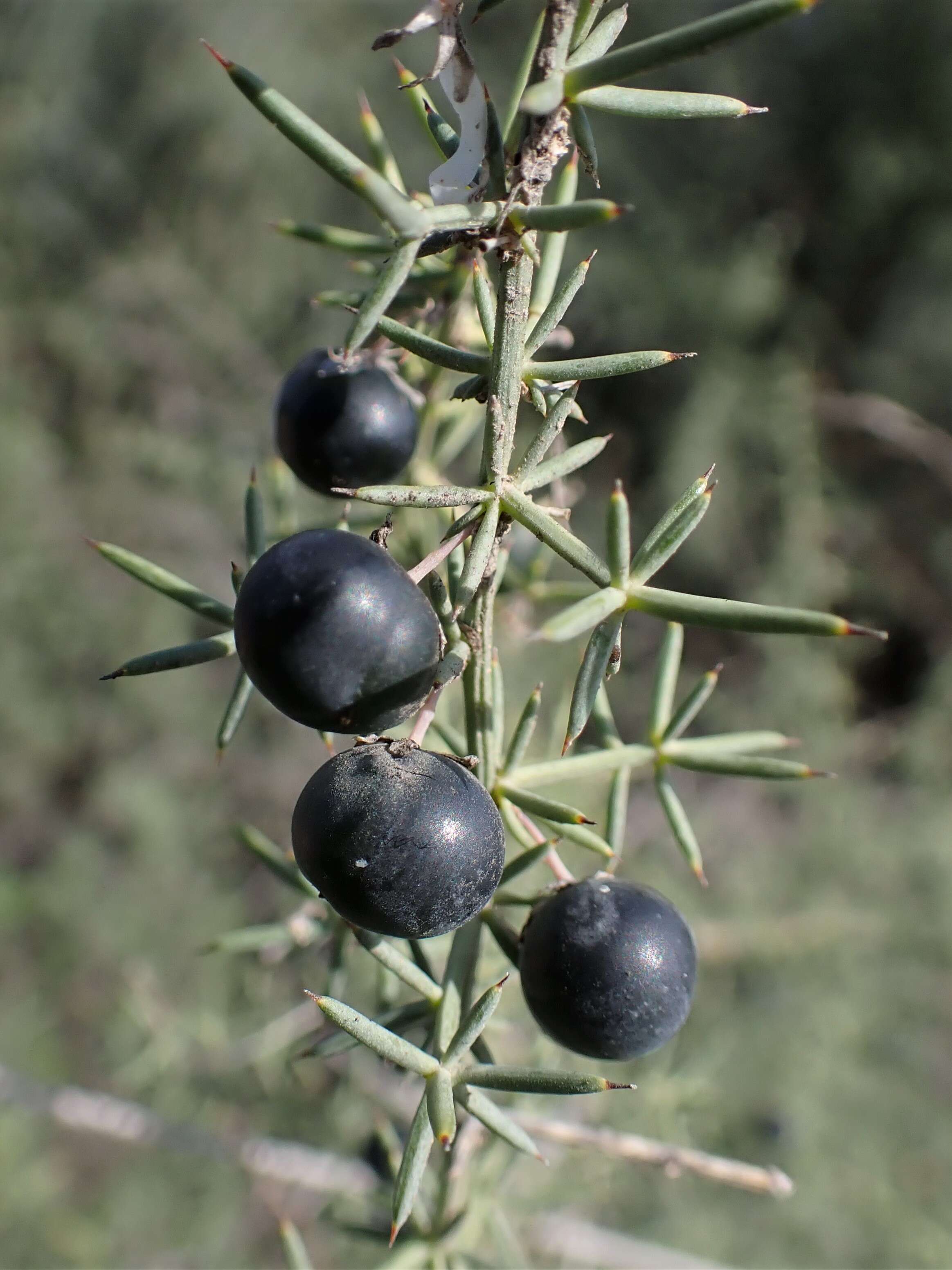 Image of Asparagus aphyllus L.