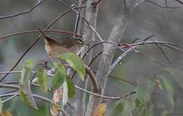 Image of Marsh Wren