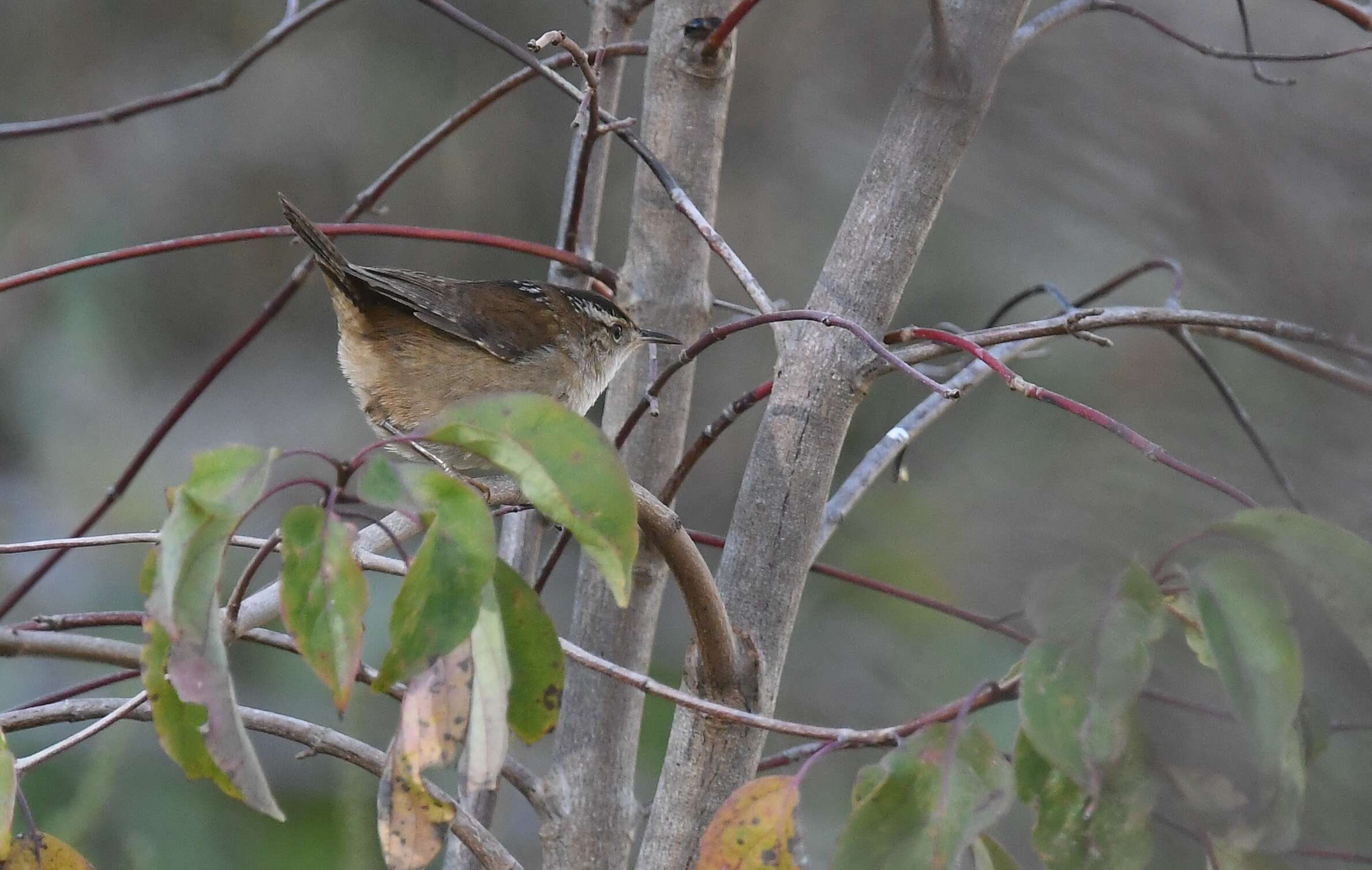 Image of Marsh Wren