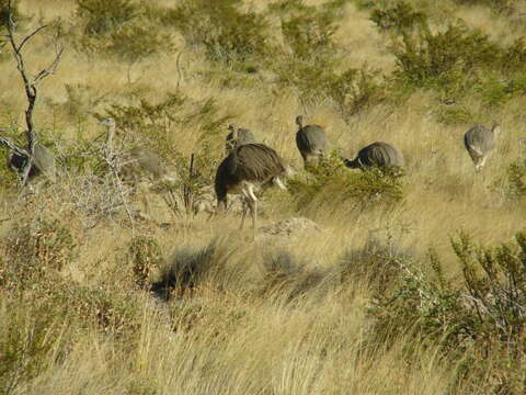 Image of Common Rhea