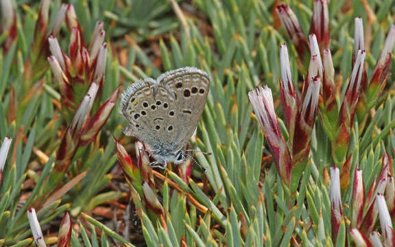 Image of Turanana taygetica