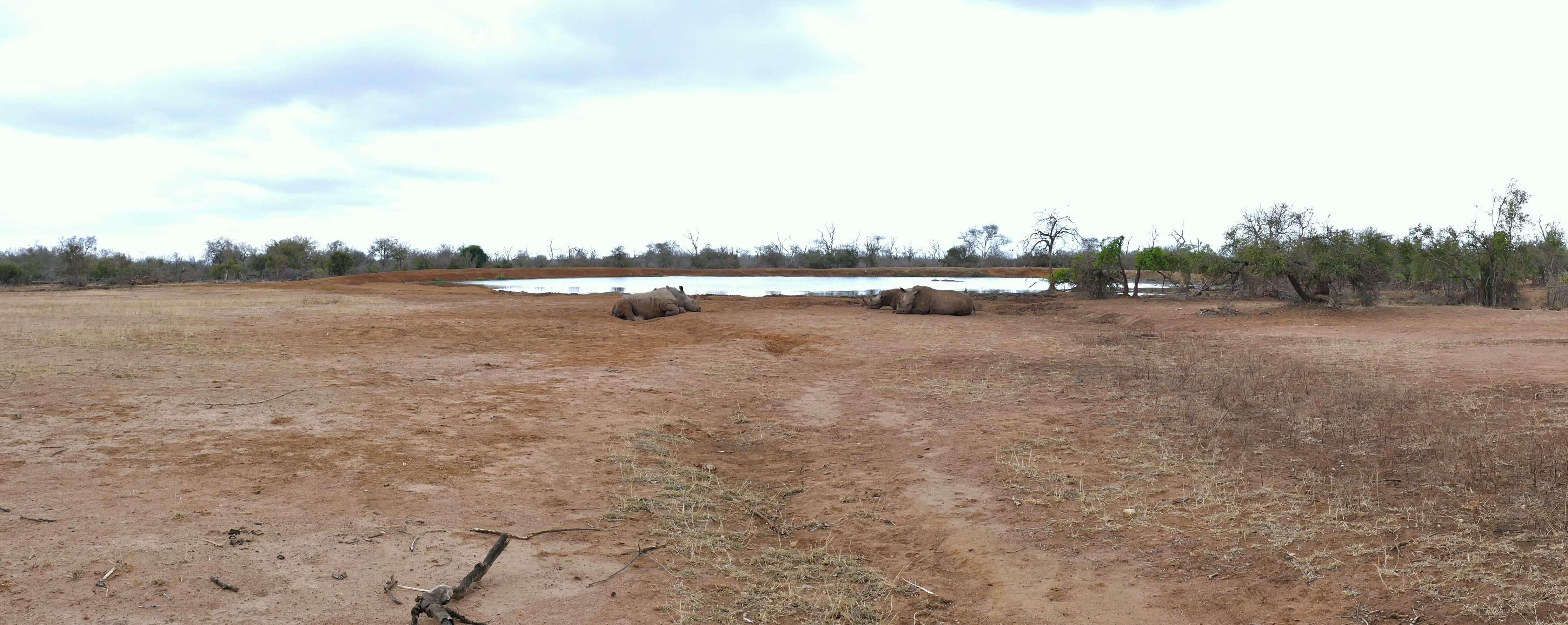 Image of Grass Rhinoceros