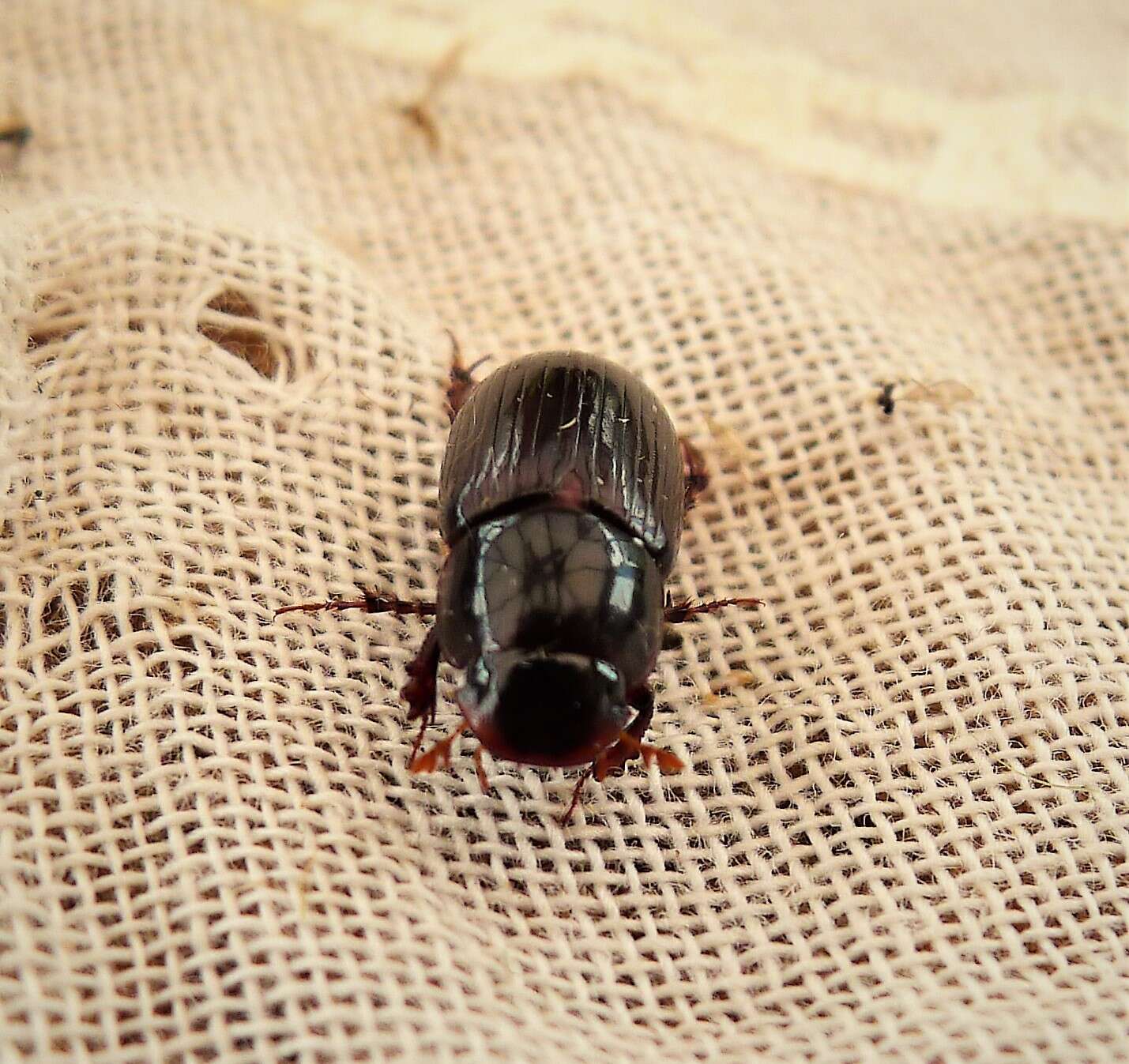 Image of Night-flying Dung Beetle