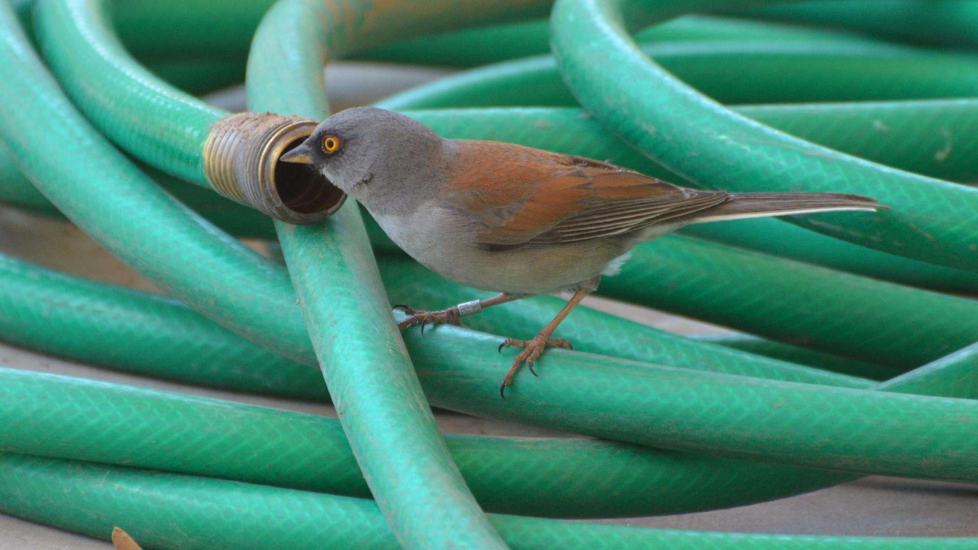 Image of Yellow-eyed Junco