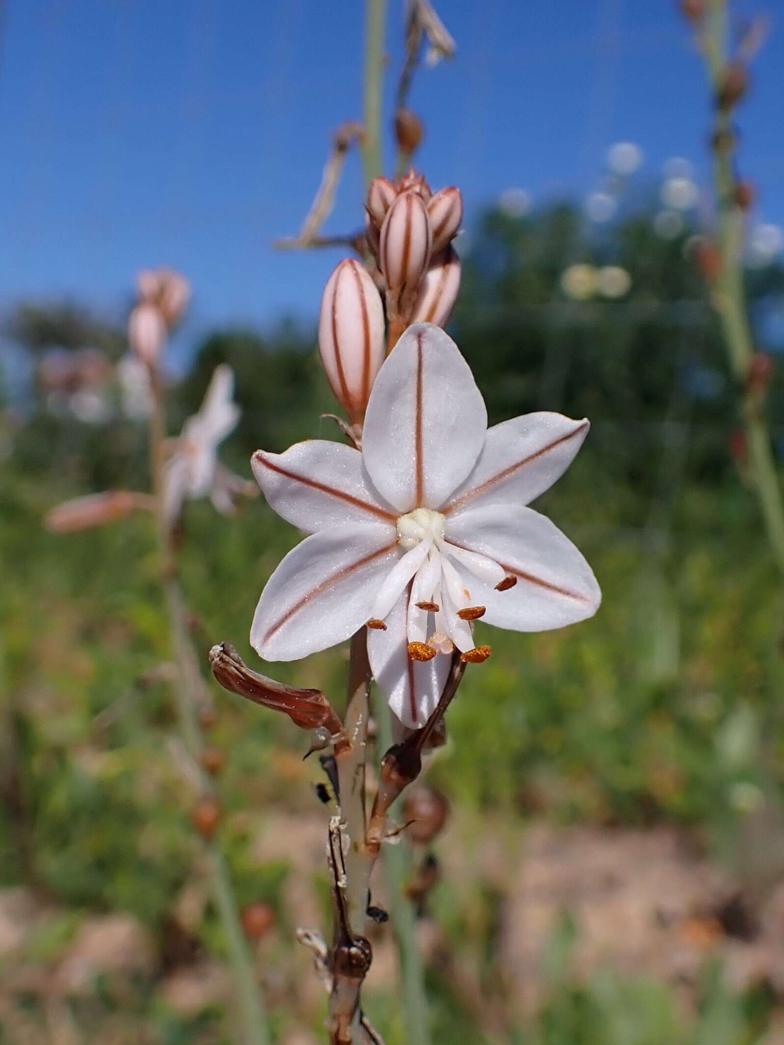 Image of onionweed