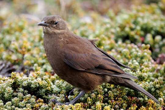 Image of Blackish Cinclodes