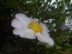 Image of chestnut rose