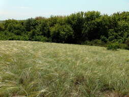 Imagem de Stipa pulcherrima K. Koch