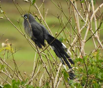 Plancia ëd Phaenicophaeus viridirostris (Jerdon 1840)